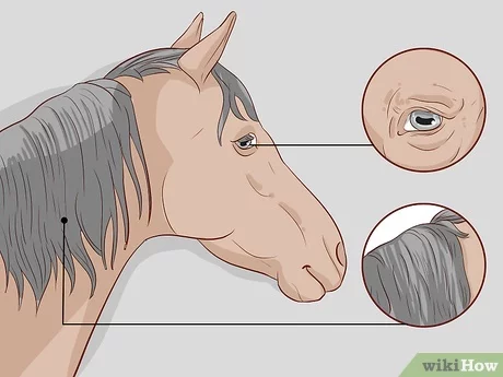 ¿Cómo identificar la edad de una yegua? Guía para reconocer si es vieja - Yeguas