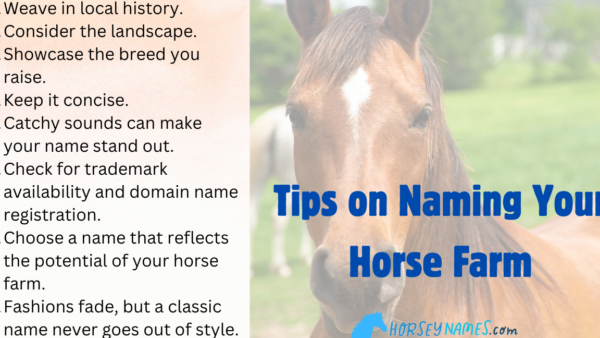 Nombres de Granjas de Caballos: Consejos Útiles para Elegir el Nombre Perfecto - Nombres de caballos