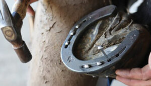 Tipos de clavos de herradura: consejos útiles para el cuidado de tus caballos - Higiene del caballo