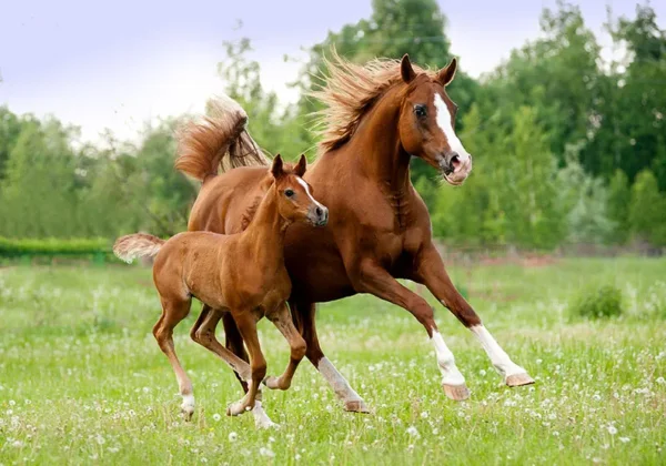 Todo lo que Necesitas Saber sobre el Seguro de Responsabilidad Civil para Caballos - Blog