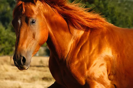 ¿Cómo afecta el estrés a un caballo? Consecuencias y soluciones efectivas - Curiosidades de caballos