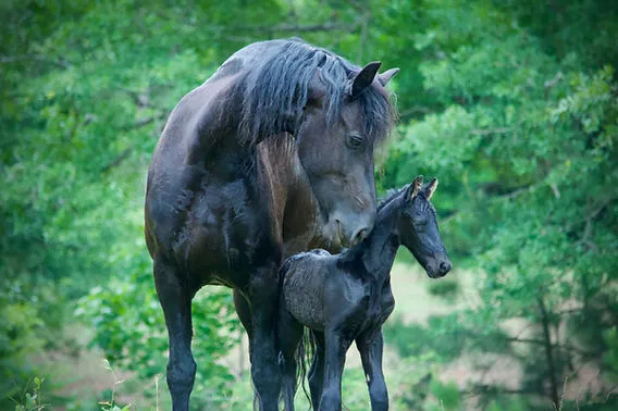 ¿Cómo afecta el estrés a un caballo? Consecuencias y soluciones efectivas - Curiosidades de caballos