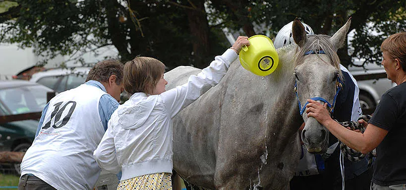 ¿Cómo afecta el estrés a un caballo? Consecuencias y soluciones efectivas - Curiosidades de caballos